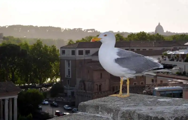 gabbiano in terrazza