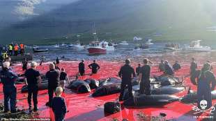 Cacciatori di balene isole Faroe