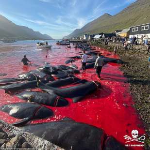 Cacciatori di balene isole Faroe 2