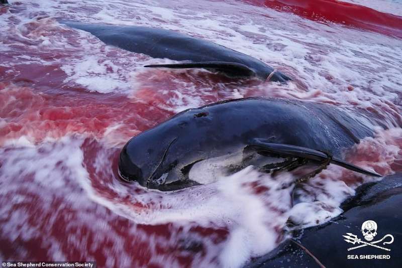 Cacciatori di balene isole Faroe 3