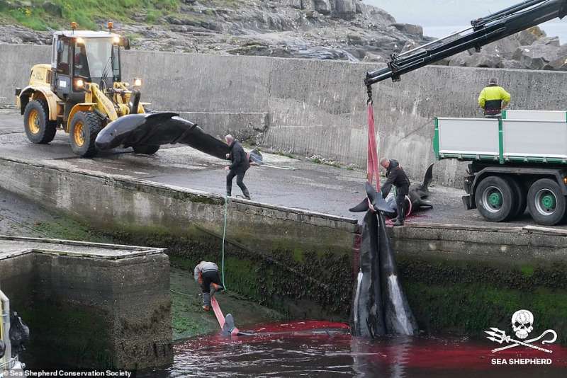 Cacciatori di balene isole Faroe 5