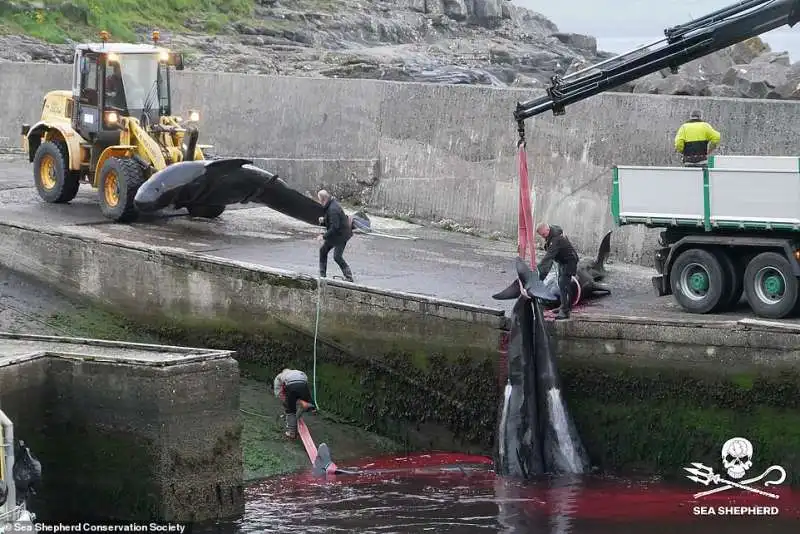 Cacciatori di balene isole Faroe 5