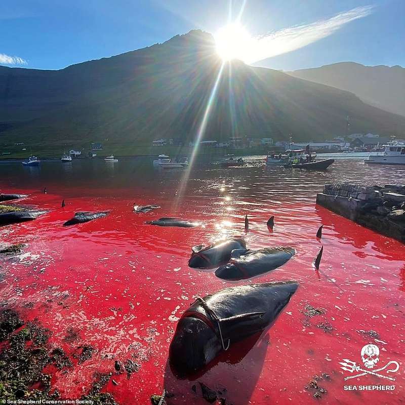 Cacciatori di balene isole Faroe 6