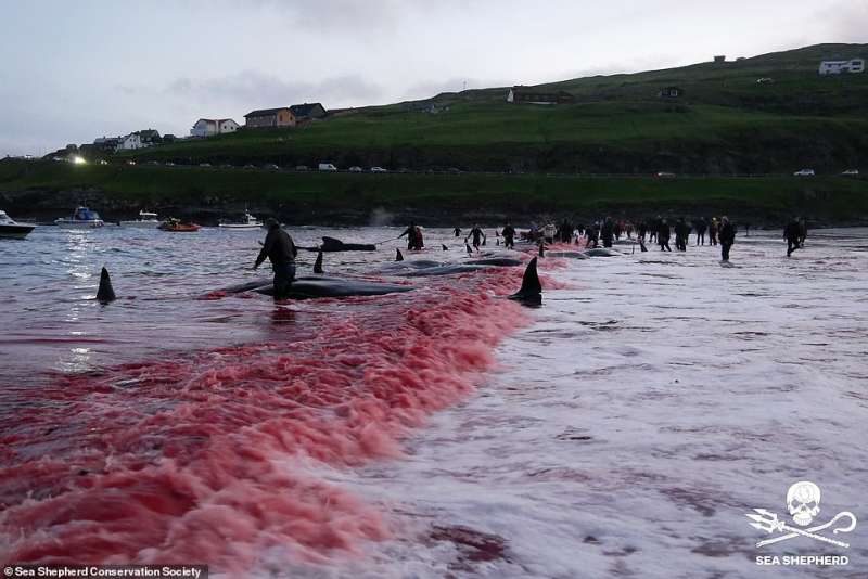 Cacciatori di balene isole Faroe 7