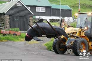 Cacciatori di balene isole Faroe 9