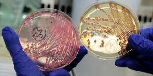 escherichia coli 6