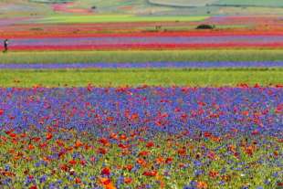 fioriture di lenticchie a castelluccio 2