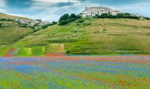 fioriture di lenticchie a castelluccio 3