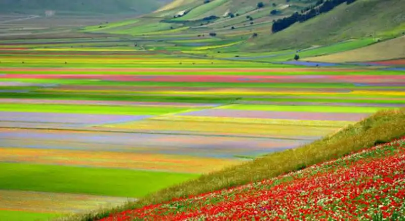 fioriture di lenticchie a castelluccio 4