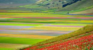 fioriture di lenticchie a castelluccio 4