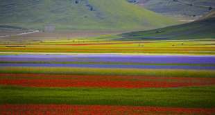 fioriture di lenticchie a castelluccio 8