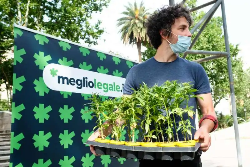 la sardina mattia santori per la cannabis legale