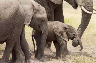 Mamma elefante rassicura il cucciolo