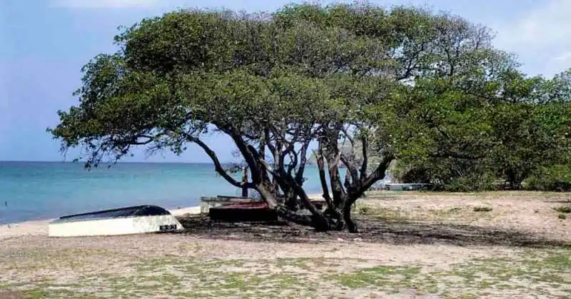 manchineel tree 3