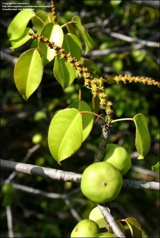 manchineel tree 6