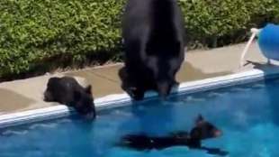 ORSI IN PISCINA ONDATA DI CALORE CANADA