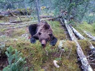 orso bruno parco ergaki russia