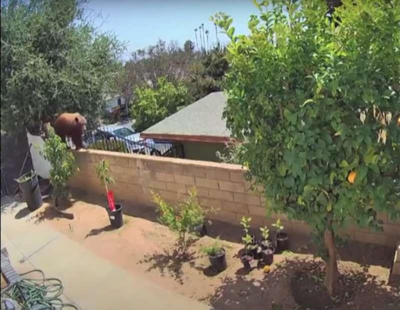 orso spinto giu dal muretto california