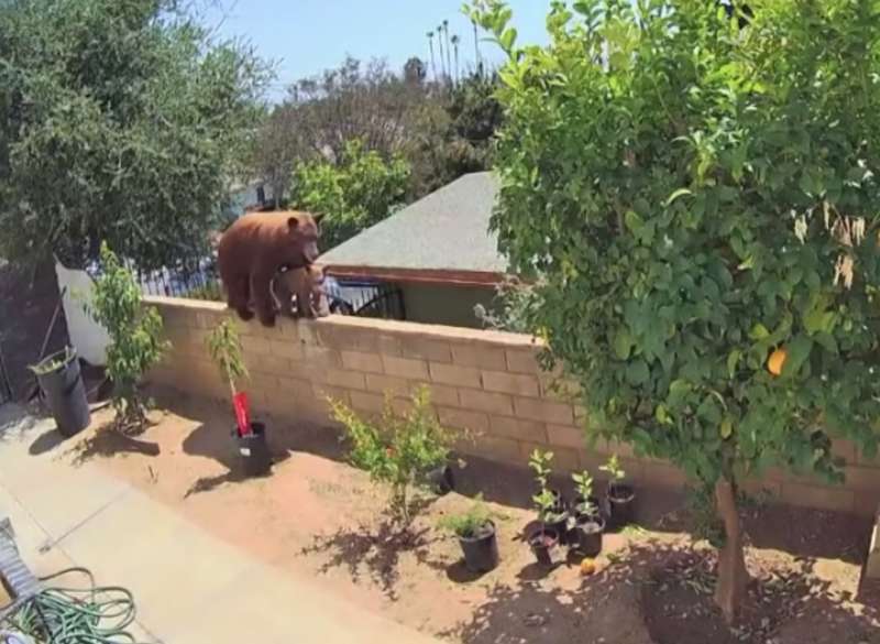 orso spinto giu dal muretto california