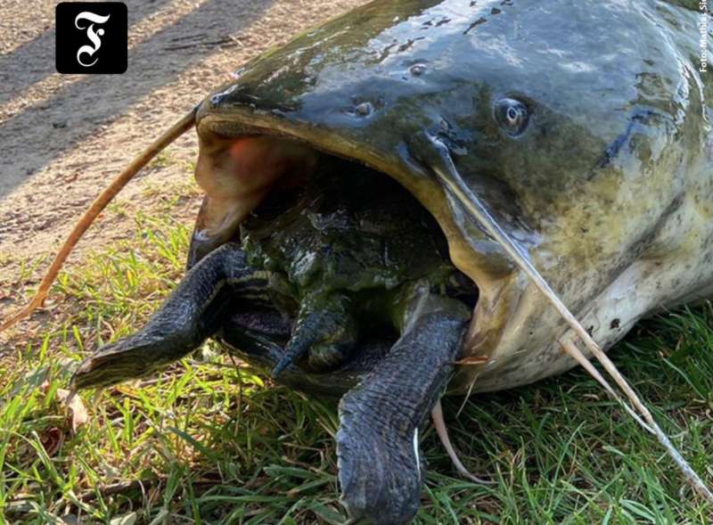 pesce siluro soffocato da una tartaruga 1