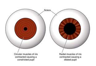 Pupille 7