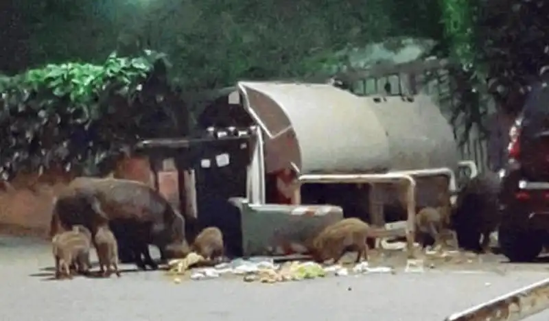 ROMA ANIMALE CINGHIALI