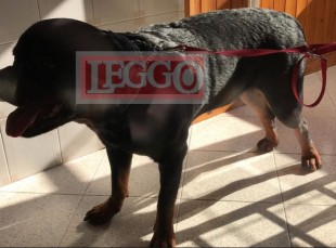 sgombero di un appartamento occupato abusivamente dai casamonica - rottweiler