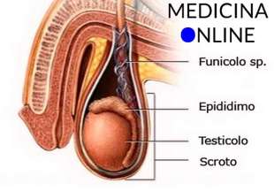 testicoli 3