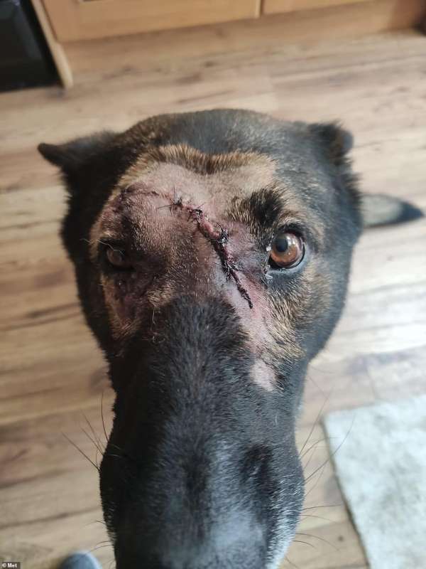 un cane della polizia aggredito a orpington