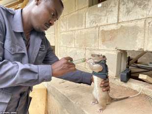 addestramento di topi da salvataggio in tanzania