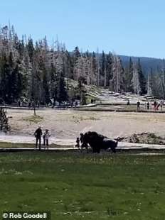 Bisonte carica famiglia a Yellowstone 3