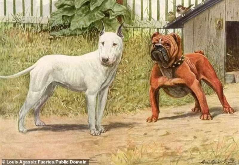 Bull terrier con un bulldog inglese