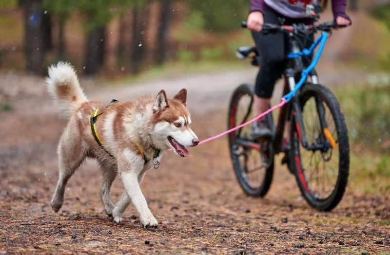 cane legato a bici