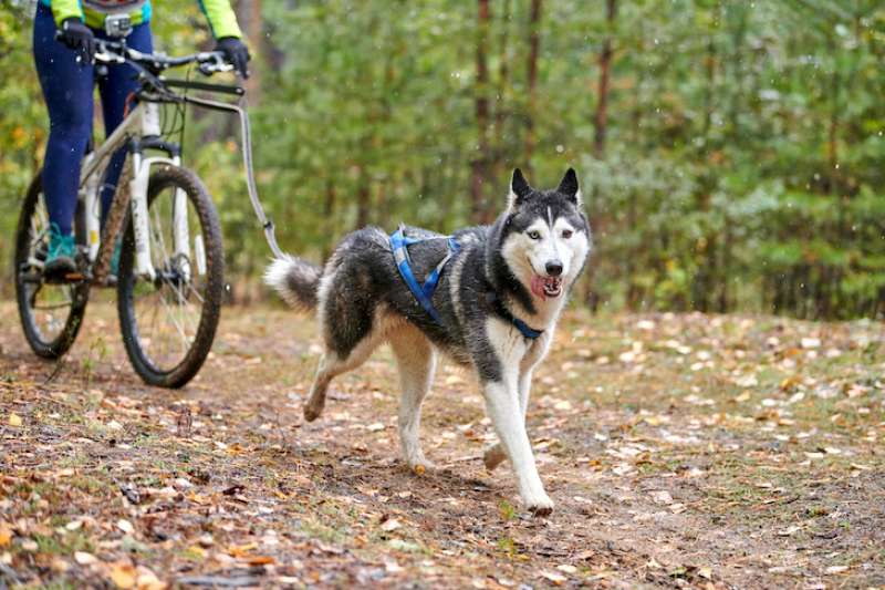 cane legato a bici