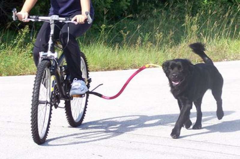 cane legato a bici