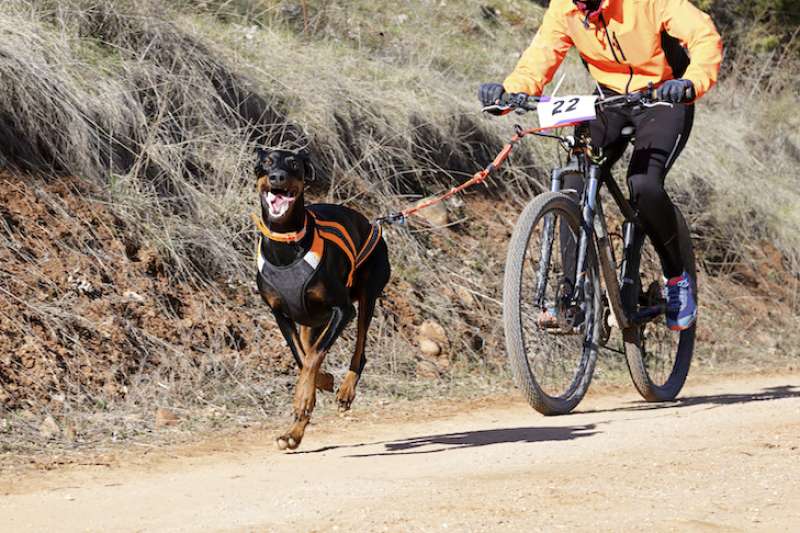 cane legato a bici