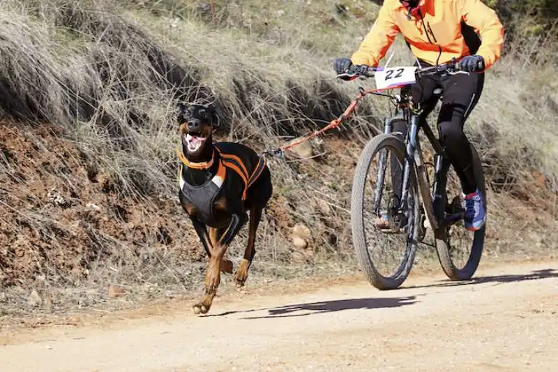 cane legato a bici 