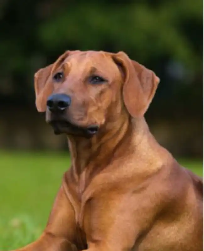 cane muore nell'auto sotto il sole