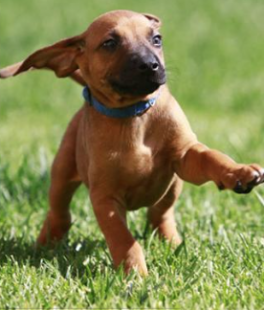 cane muore nell'auto sotto il sole