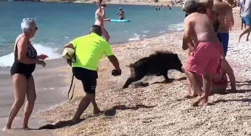 cinghiale in spiaggia a albir, in spagna costa blanca1