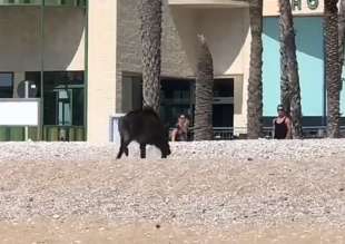 cinghiale in spiaggia a albir, in spagna costa blanca2