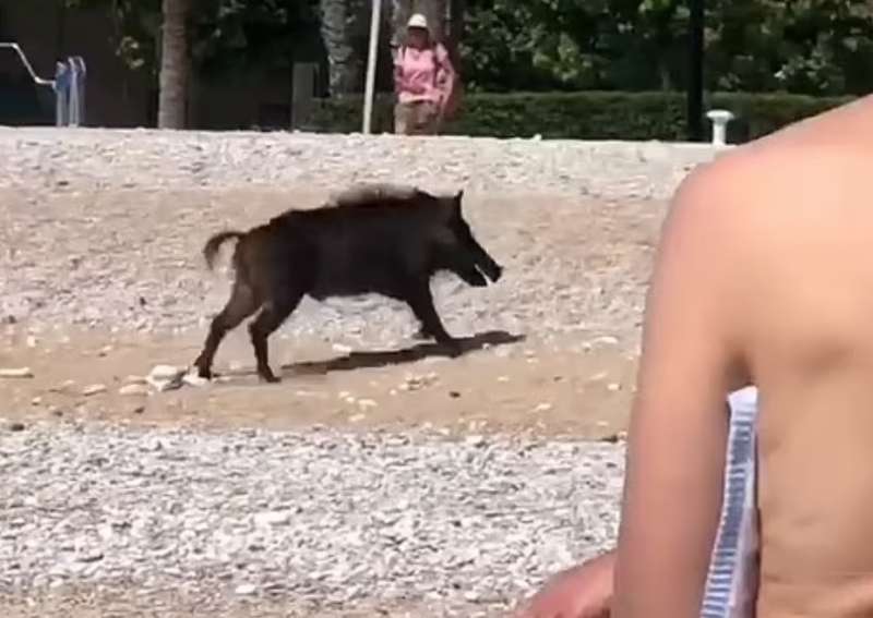 cinghiale in spiaggia a albir, in spagna costa blanca3