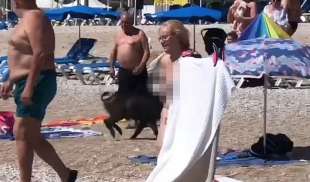 cinghiale in spiaggia a albir, in spagna costa blanca4