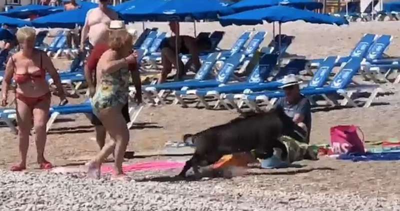 cinghiale in spiaggia a albir, in spagna costa blanca5