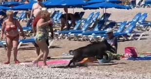 cinghiale in spiaggia a albir, in spagna costa blanca5