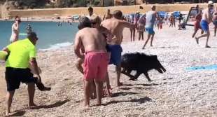 cinghiale in spiaggia a albir, in spagna costa blanca6