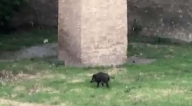 cinghiale nel fossato di castel sant angelo