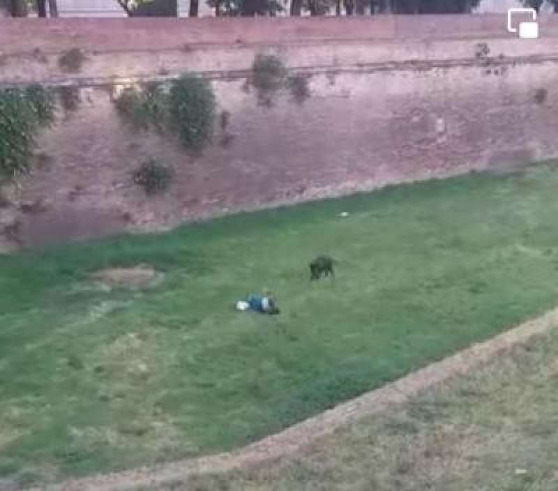 cinghiale nel fossato di castel sant angelo