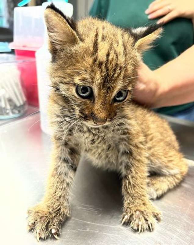 CUCCIOLO DI LINCE SCAMBIATO PER GATTINO