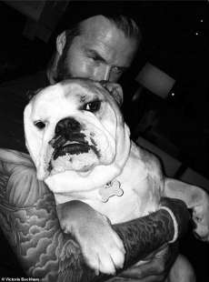 David Beckham con il suo bulldog